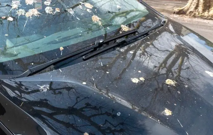Bird Poop On Car