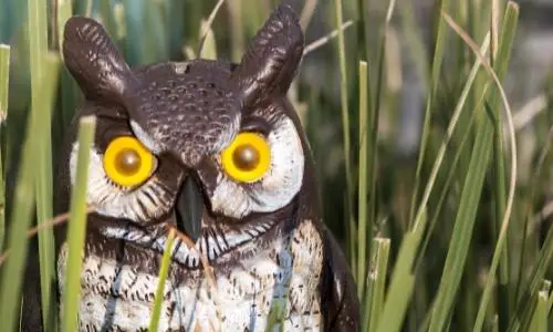 Fake Owl to Deter Birds